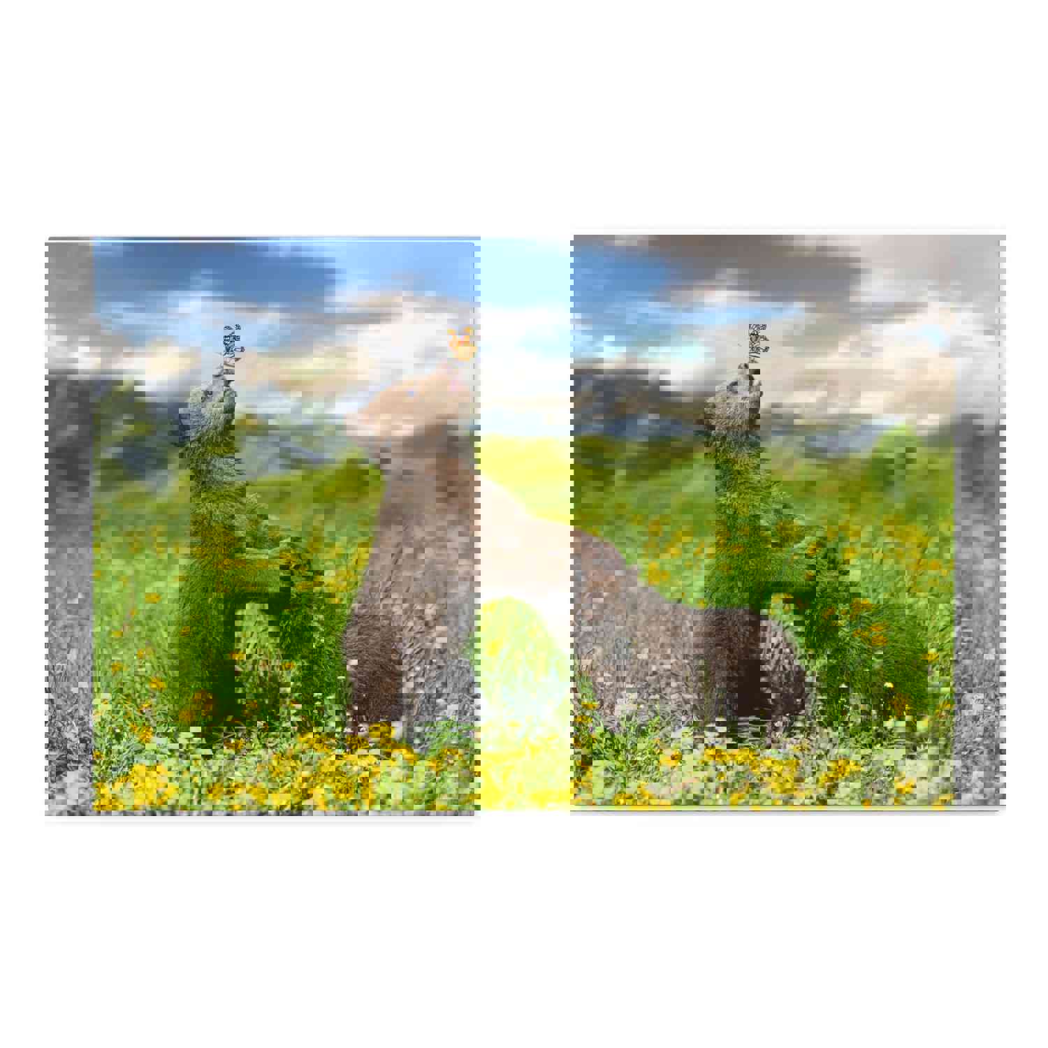 Black Bears in The Spring Nature Wilderness Photography Canvas Wall Art