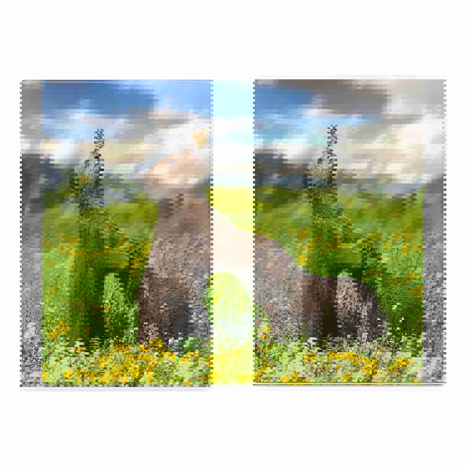 Black Bears in The Spring Nature Wilderness Photography Canvas Wall Art