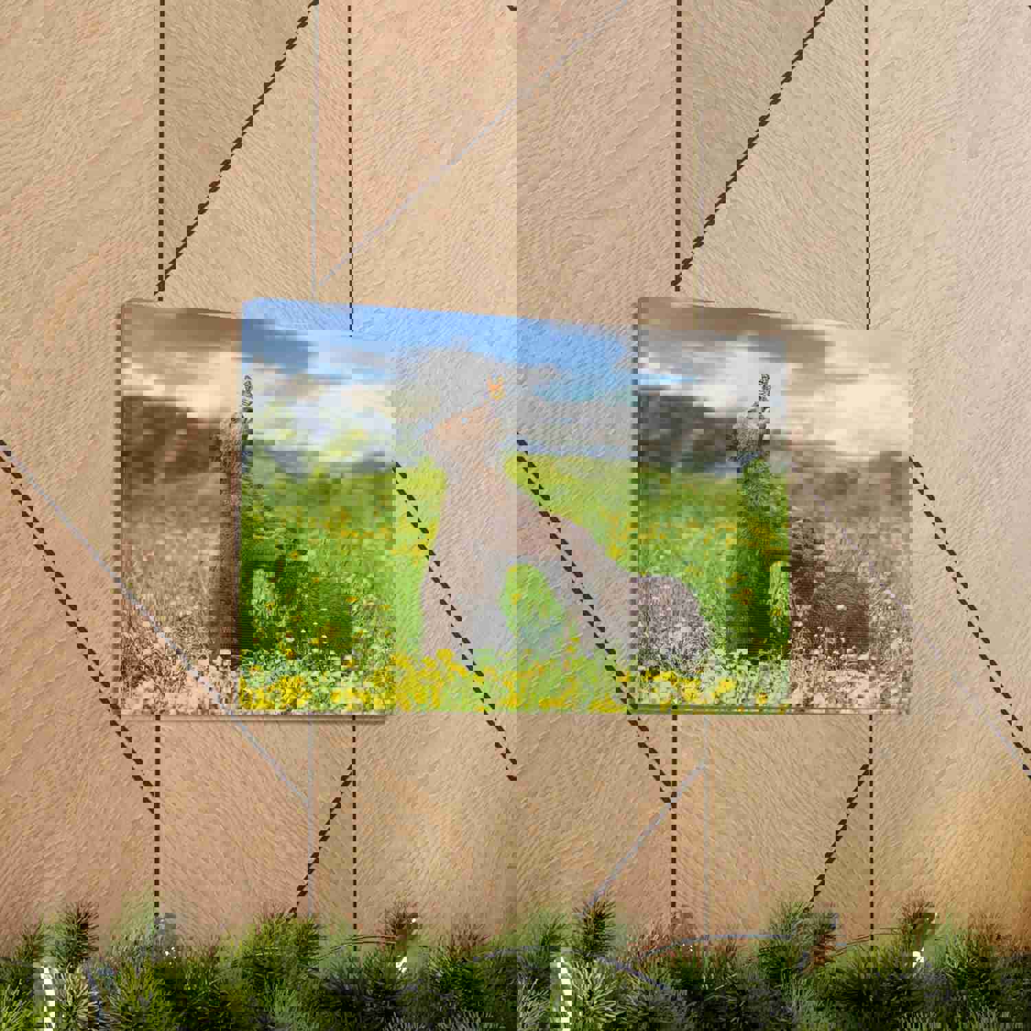 Black Bears in The Spring Nature Wilderness Photography Canvas Wall Art