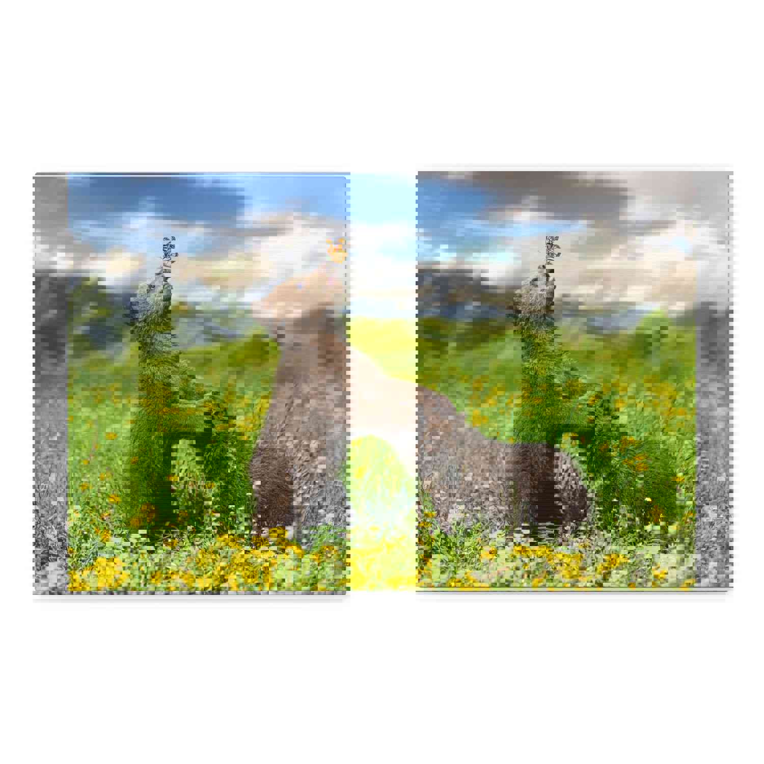 Black Bears in The Spring Nature Wilderness Photography Canvas Wall Art