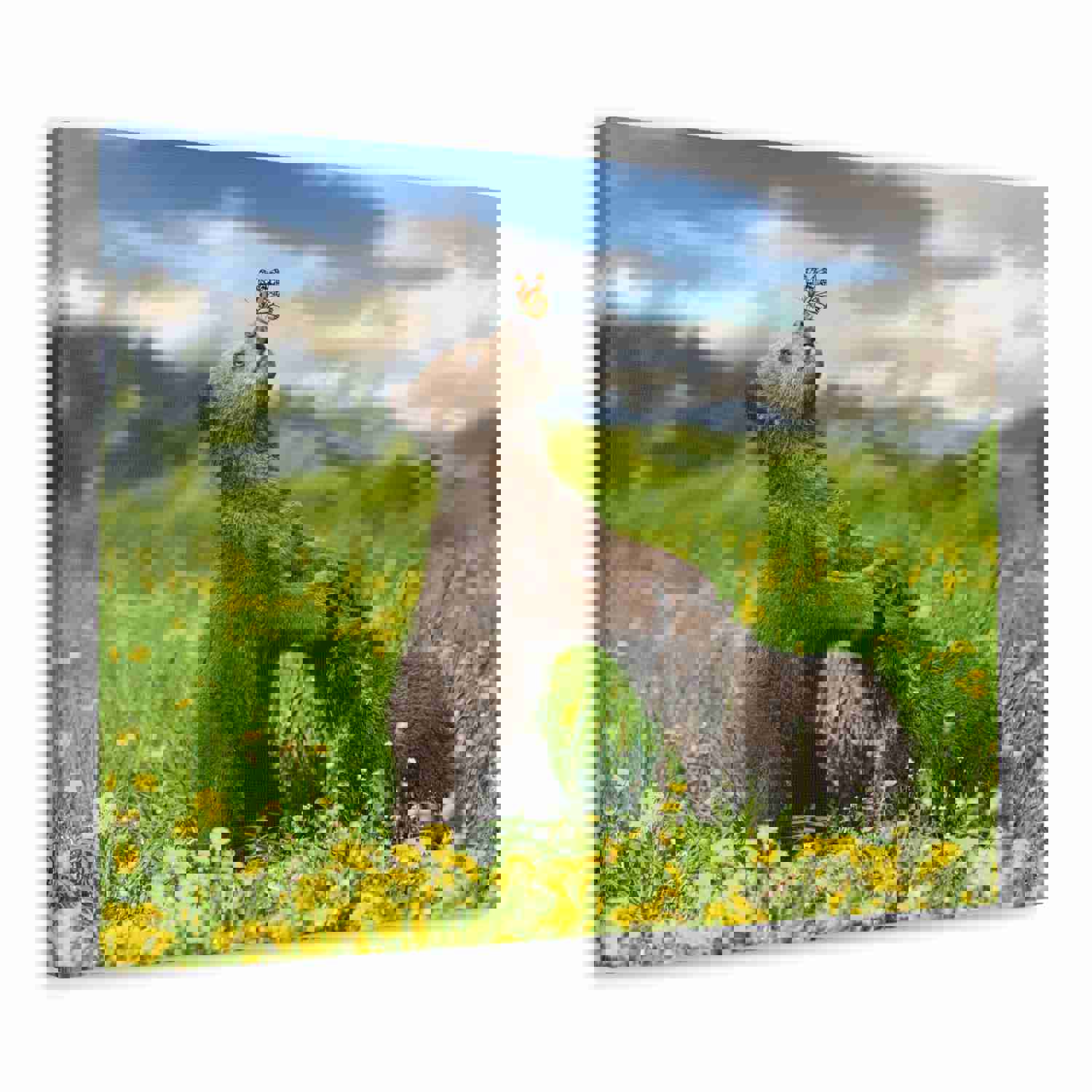 Black Bears in The Spring Nature Wilderness Photography Canvas Wall Art