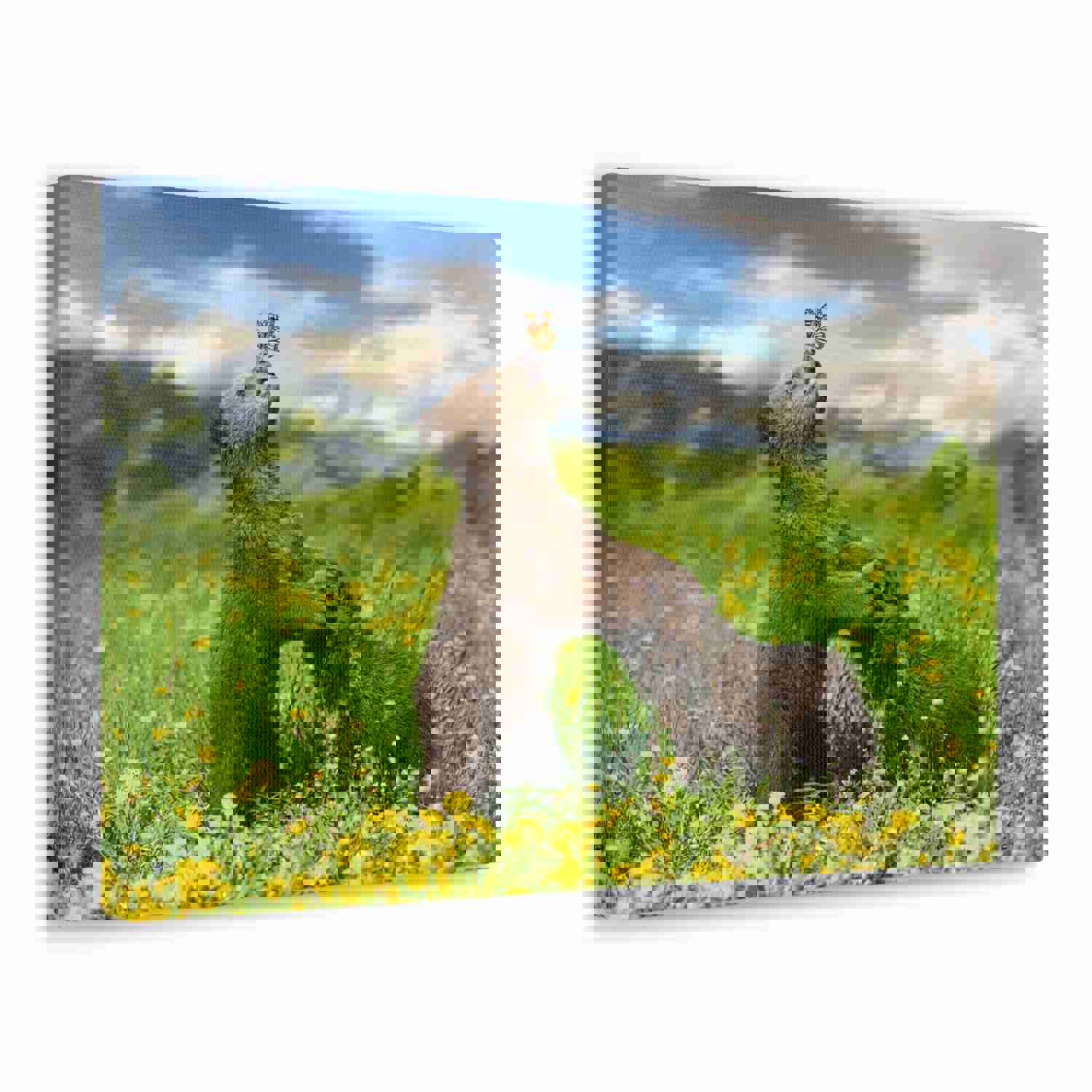 Black Bears in The Spring Nature Wilderness Photography Canvas Wall Art