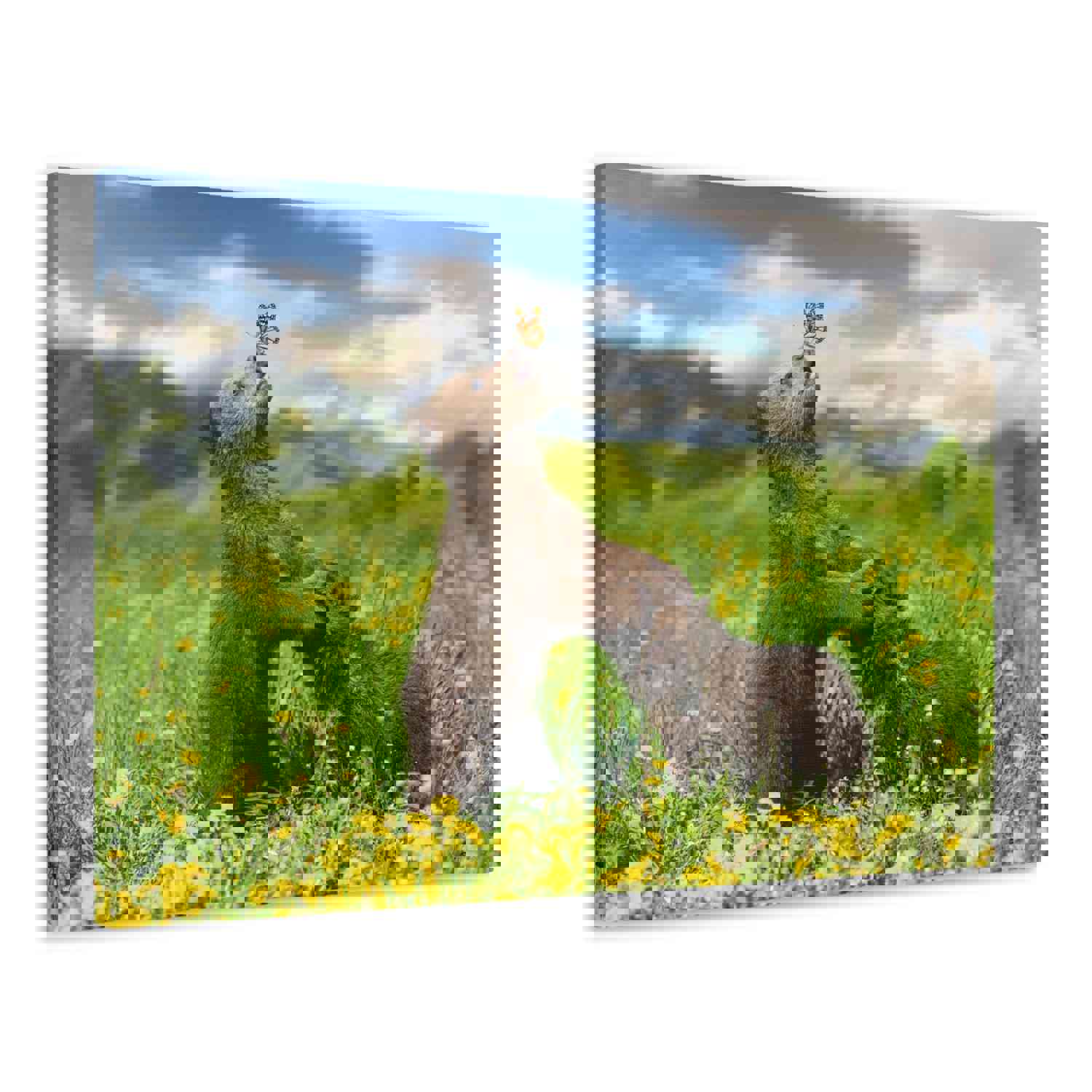 Black Bears in The Spring Nature Wilderness Photography Canvas Wall Art