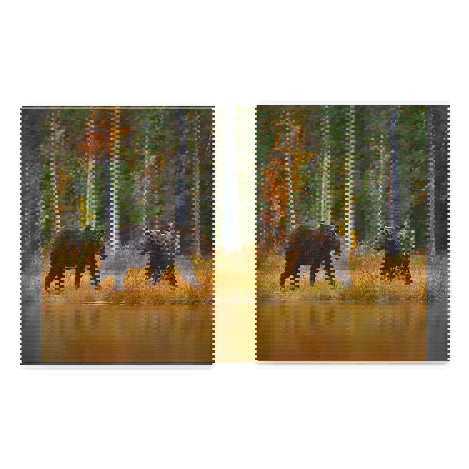 Spring Forest Bears Nature Wilderness Photography Canvas Wall Art for Home Decor
