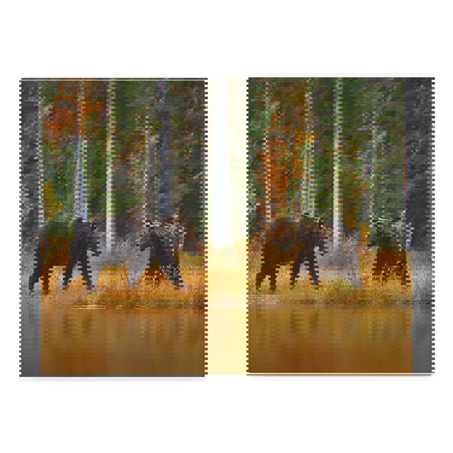 Spring Forest Bears Nature Wilderness Photography Canvas Wall Art for Home Decor