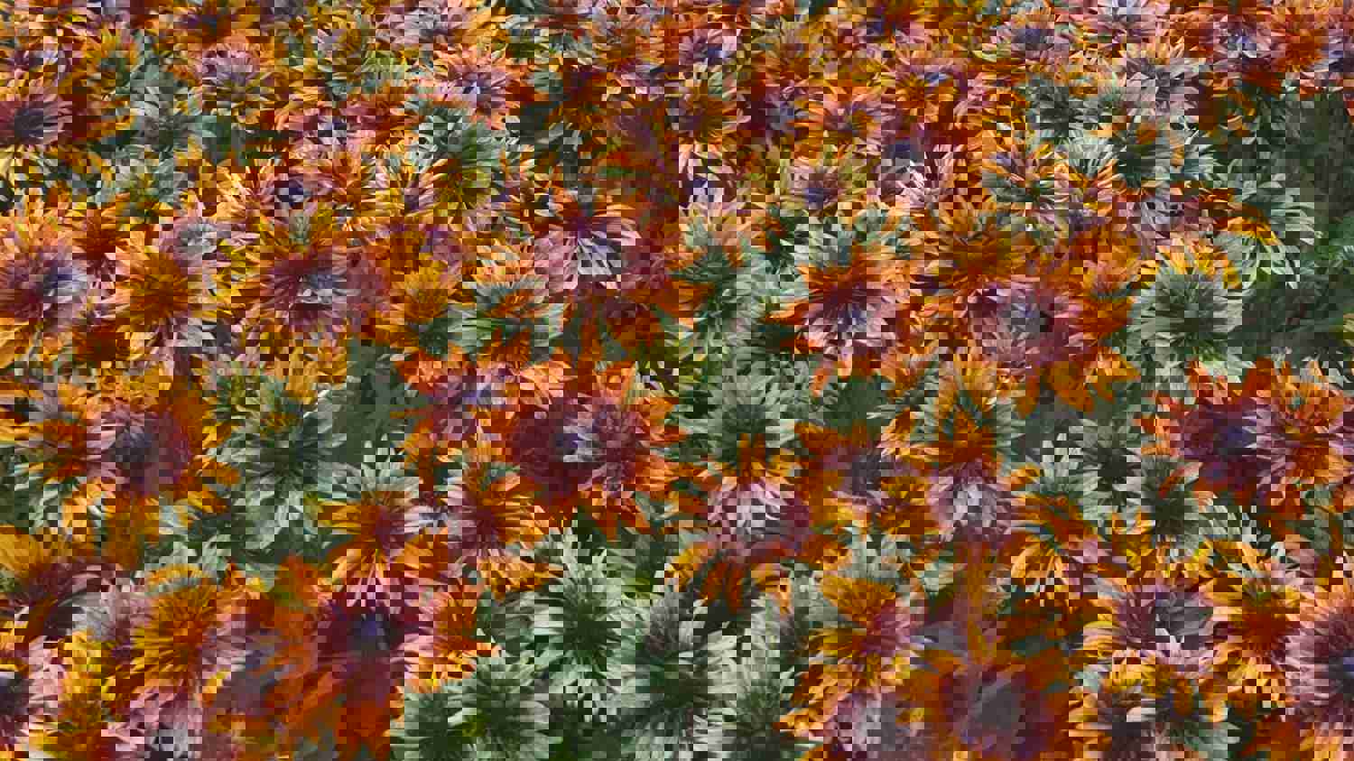 100 Autumn Forest Rudbeckia Flower Seeds - Easy to Grow, Vibrant Blooms