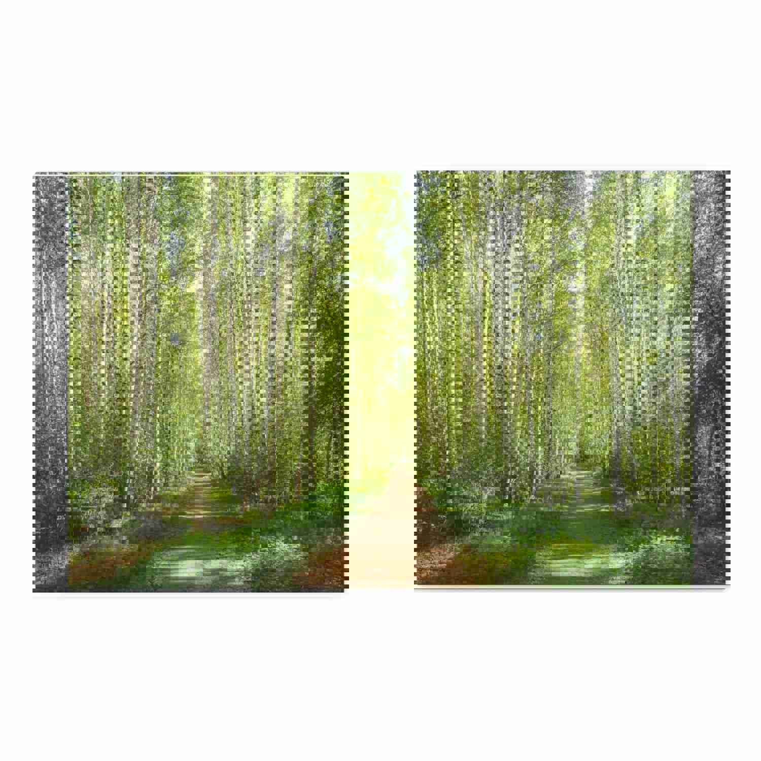 Forest Path Green Tree Nature Wilderness Photography Canvas Wall Art for Home Decor
