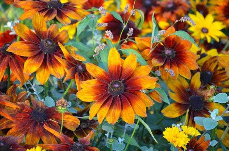 100 Autumn Forest Rudbeckia Flower Seeds - Easy to Grow, Vibrant Blooms