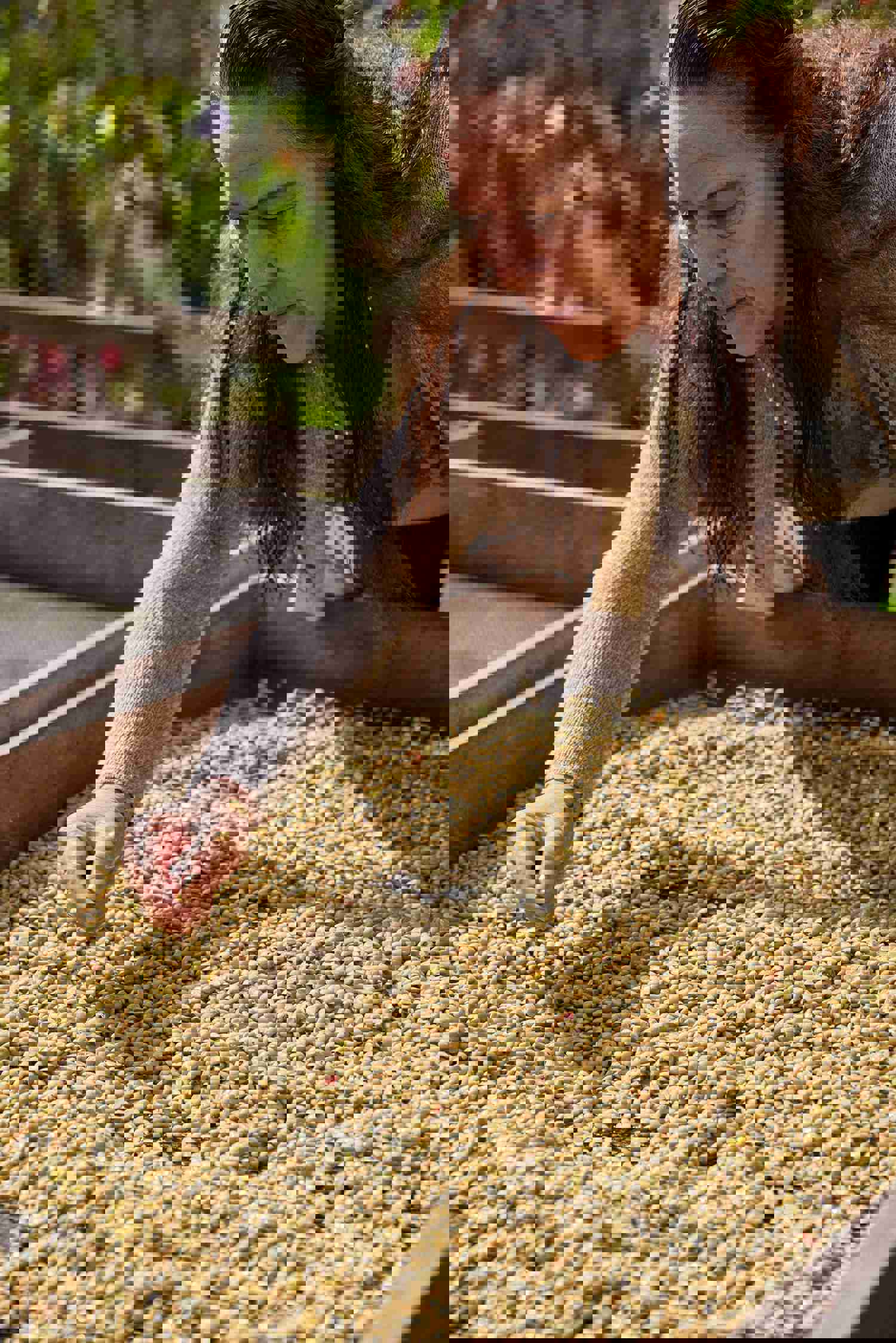 Organic Coffee & Tea Sample Gift Pack - Specialty Multipack Sampler