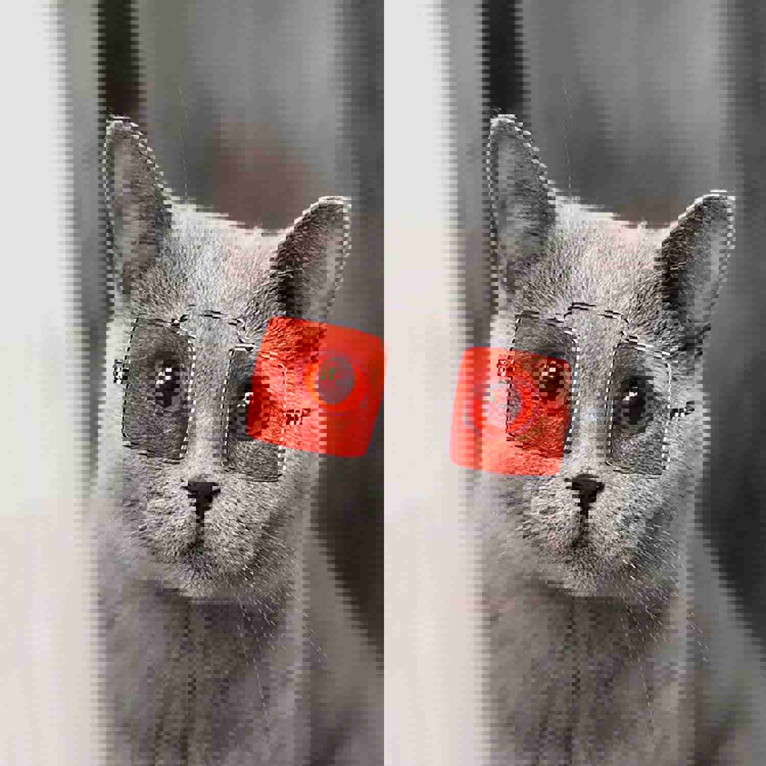 BARMI Pet Sunglasses - Fashion Square Glasses for Small Cats and Dogs