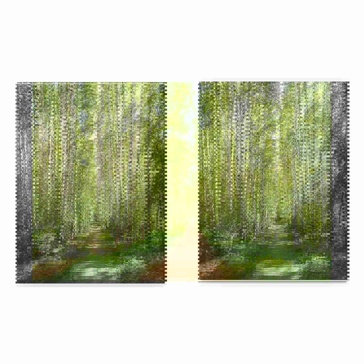 Forest Path Green Tree Nature Wilderness Photography Canvas Wall Art for Home Decor