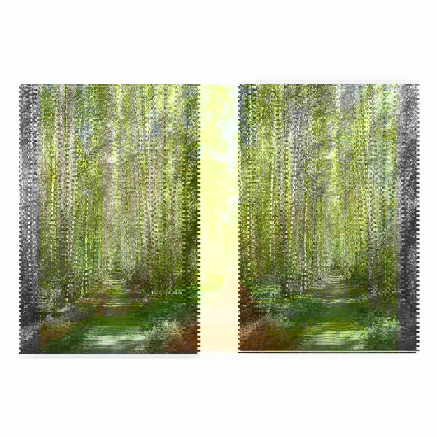 Forest Path Green Tree Nature Wilderness Photography Canvas Wall Art for Home Decor