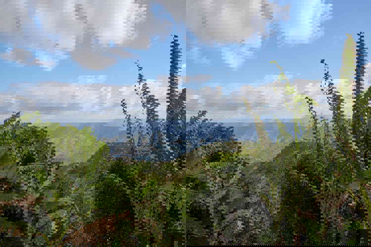 Organic Coffee & Tea Sample Gift Pack - Specialty Multipack Sampler