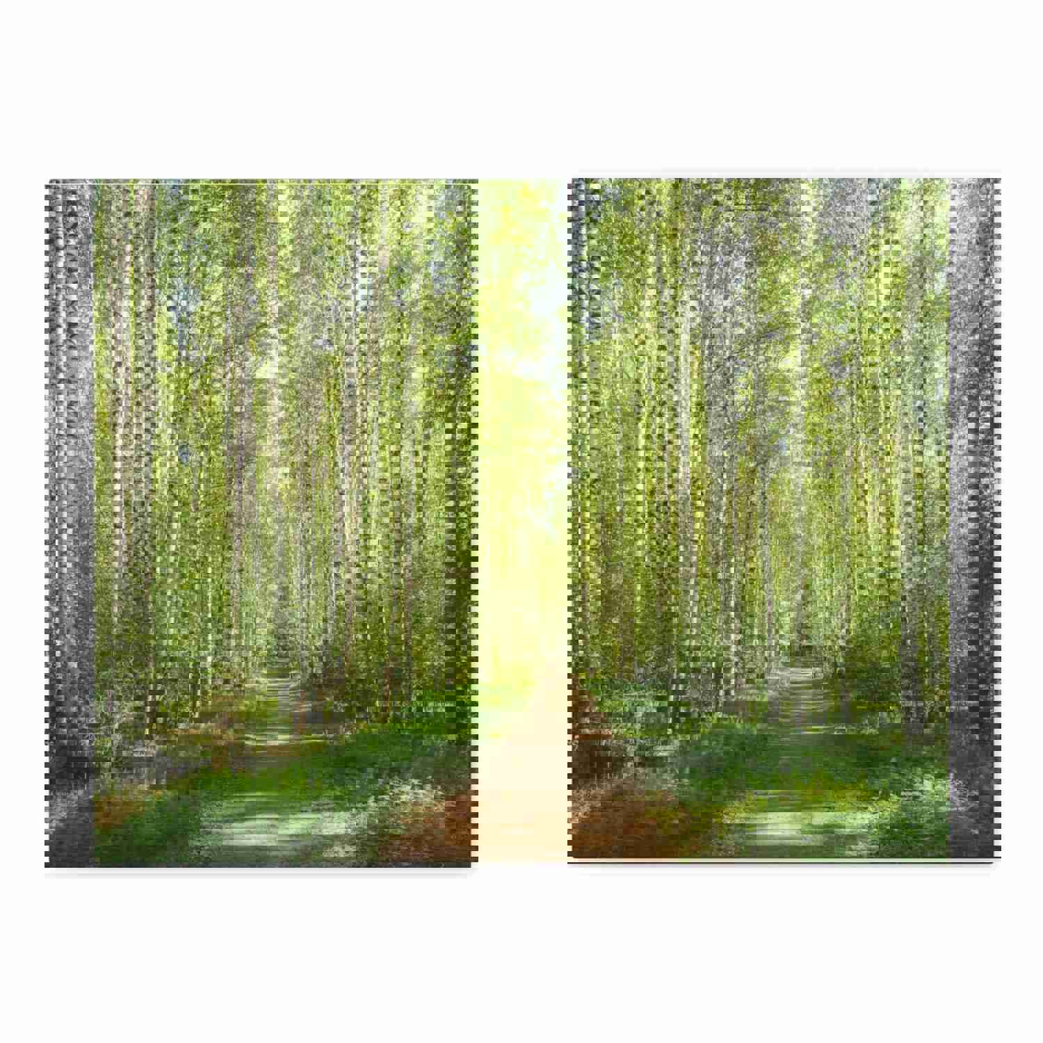 Forest Path Green Tree Nature Wilderness Photography Canvas Wall Art for Home Decor