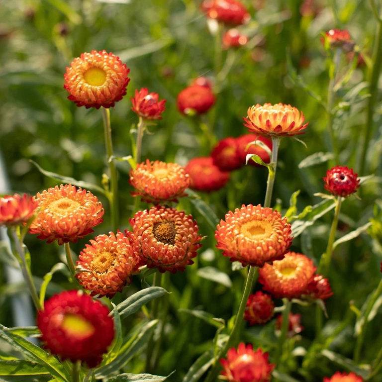 100 Copper Red Strawflower Flower Seeds - Easy to Grow, Bright Copper Red Blooms