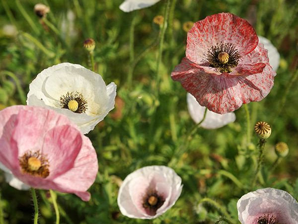 100 Mother of Pearl Poppy Flower Seeds - Double Petaled Pastel Mix
