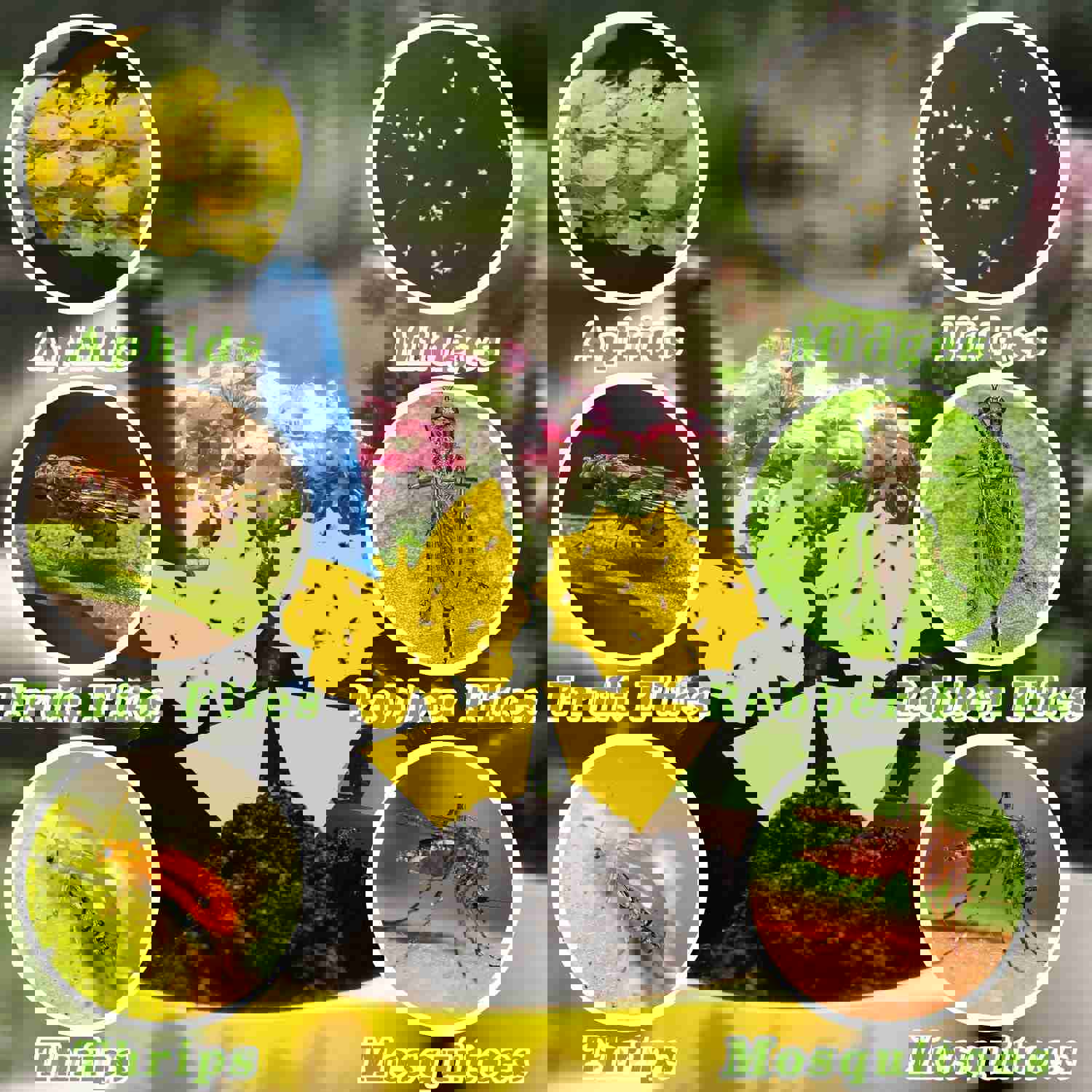 48PCS Yellow Sticky Fruit Fly Traps for Indoor and Outdoor Plants