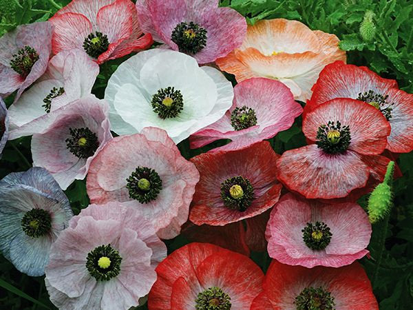100 Mother of Pearl Poppy Flower Seeds - Double Petaled Pastel Mix