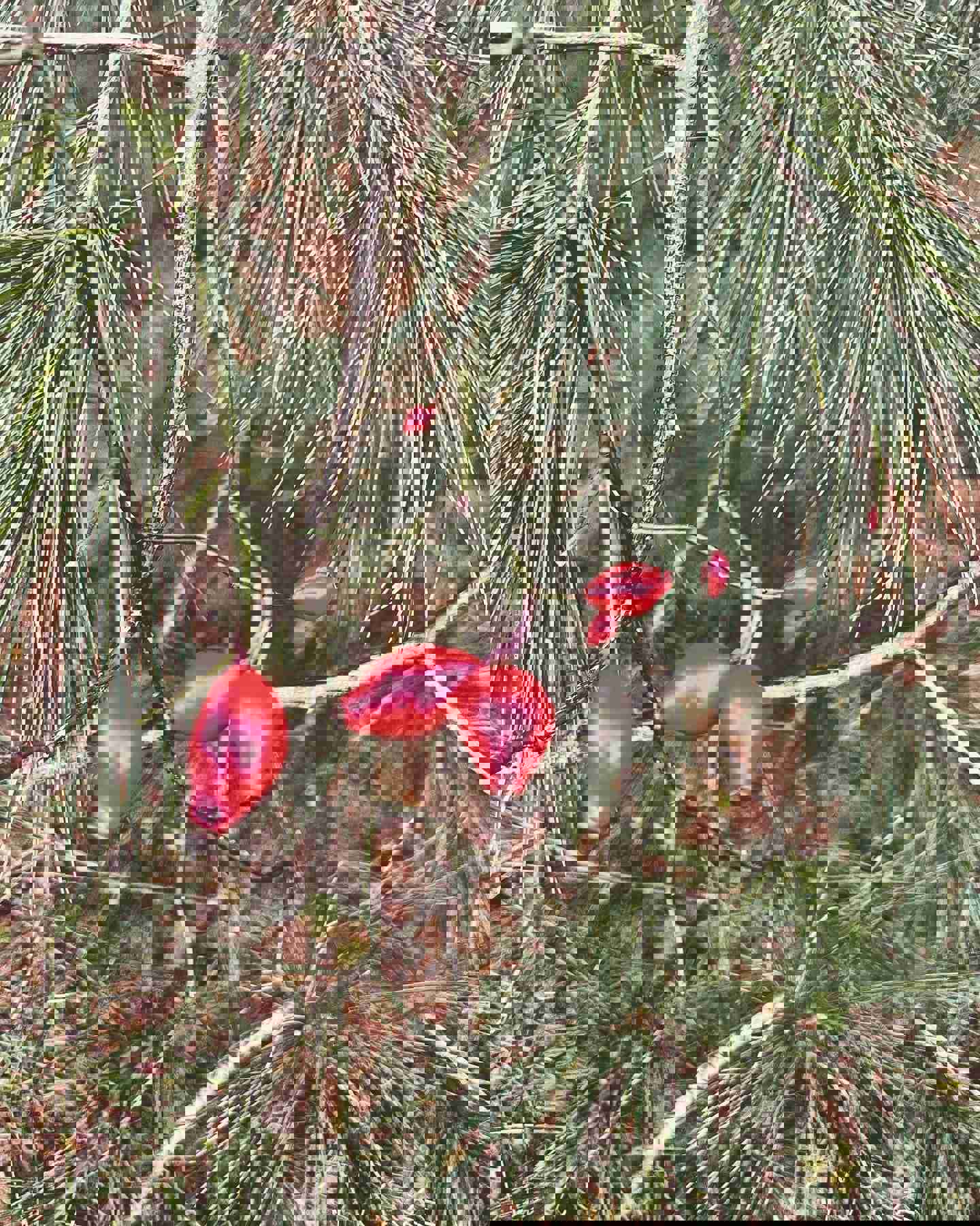 Winter Walk Balm for Restored Hope and Winter Skincare