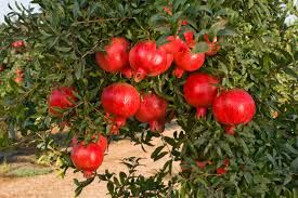 Fruit Bearing Pomegranate Tree - 5 Seeds - LIMITED SUPPLY