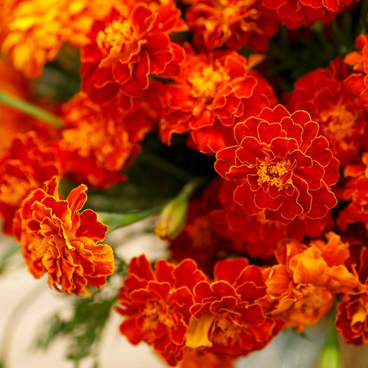200 Cherry Red French Marigold Flower Seeds