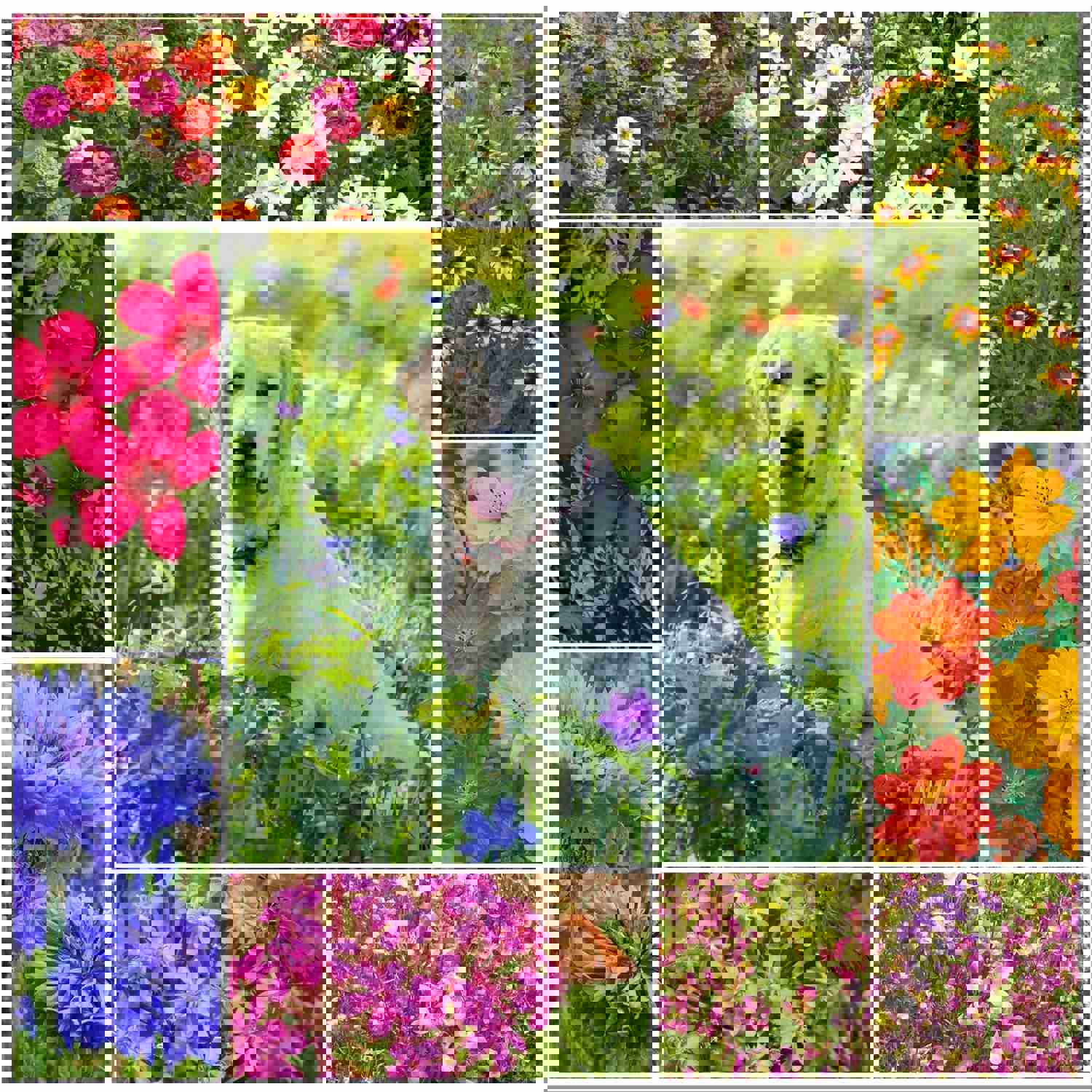 2000+ Pet Friendly Flower Seed Mix - Non-Toxic Heirloom Flowers for Pets