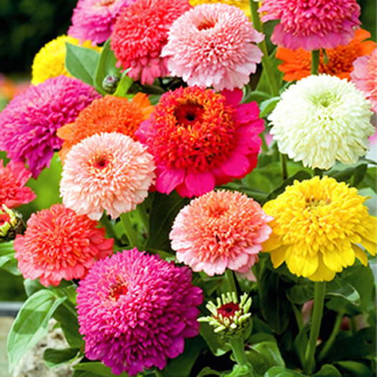 100 Mixed Color Crested Zinnia Flower Seeds