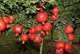Fruit Bearing Pomegranate Tree - 5 Seeds - LIMITED SUPPLY