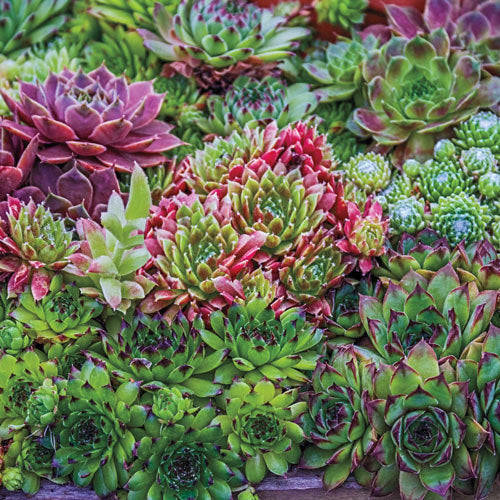 50 Hippie Chicks Succulent Sempervivum Flower Seeds
