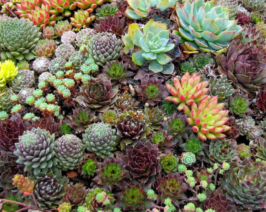 50 Hippie Chicks Succulent Sempervivum Flower Seeds