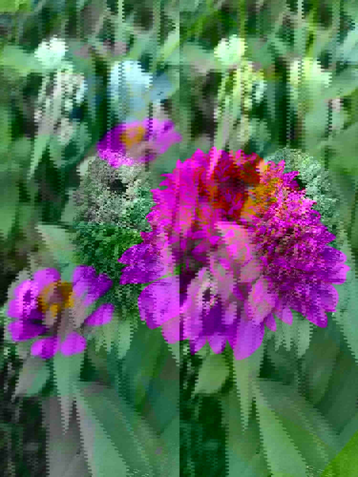 100 Mixed Color Crested Zinnia Flower Seeds