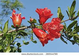 Fruit Bearing Pomegranate Tree - 5 Seeds - LIMITED SUPPLY