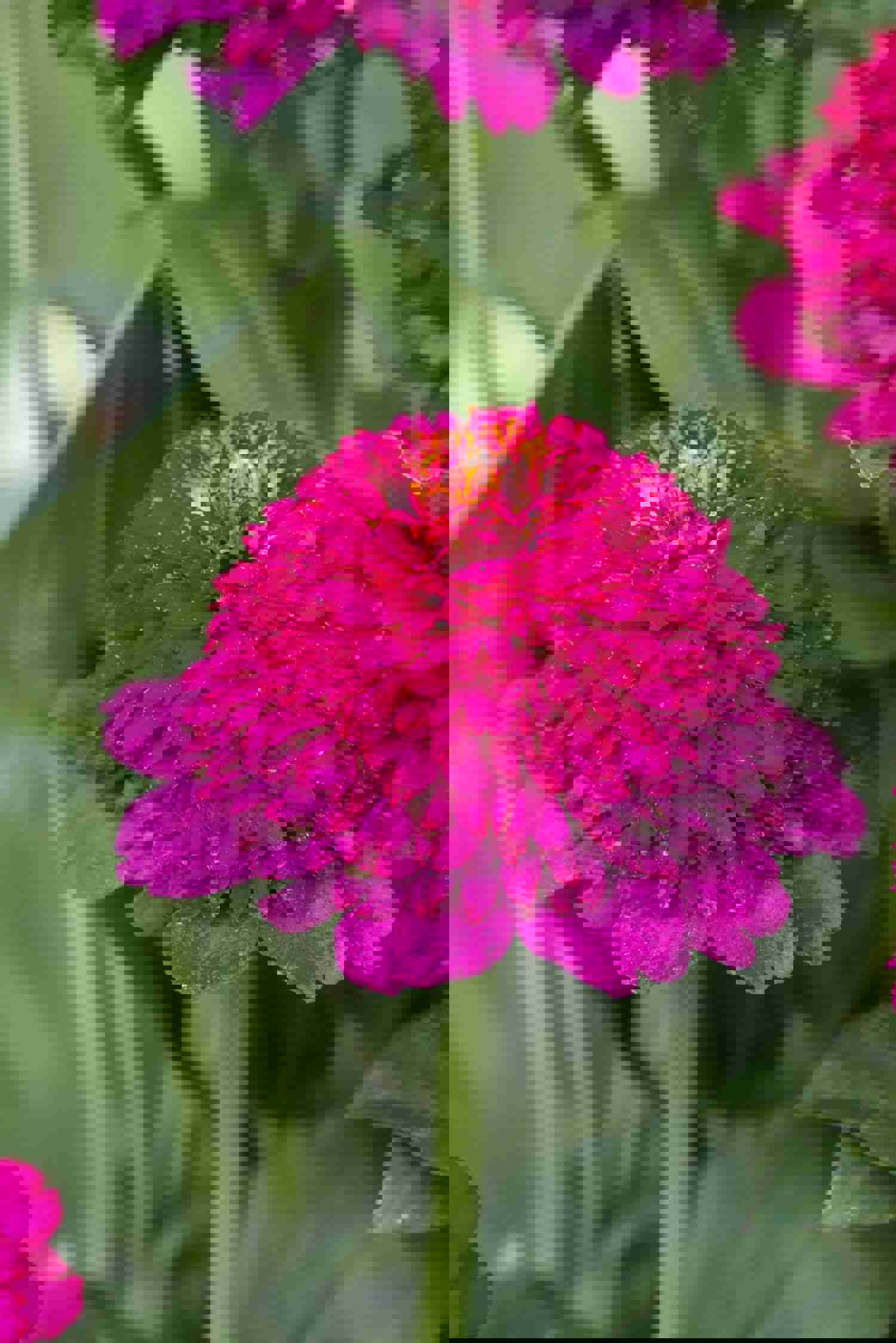 100 Mixed Color Crested Zinnia Flower Seeds