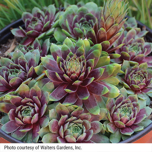 50 Hippie Chicks Succulent Sempervivum Flower Seeds