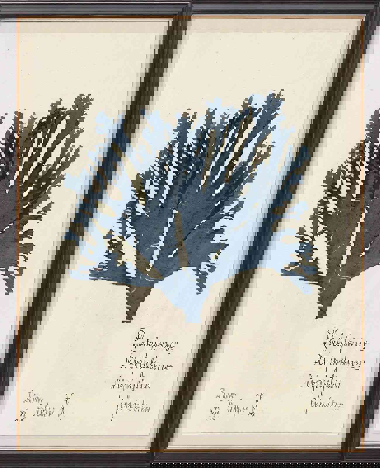 Capistrano Seaweed Art I in Midnight Blue by Natural Curiosities