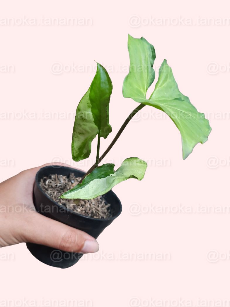 Syngonium Green Beauty (Pandan Twister) - Healthy Indoor Plant
