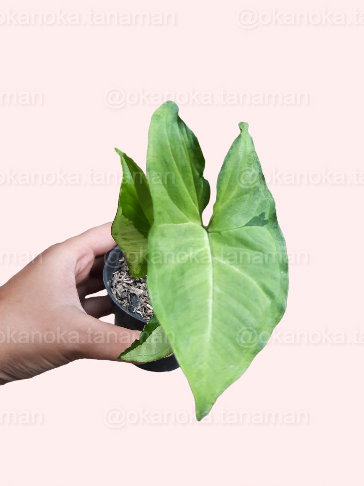 Syngonium Green Beauty (Pandan Twister) - Healthy Indoor Plant