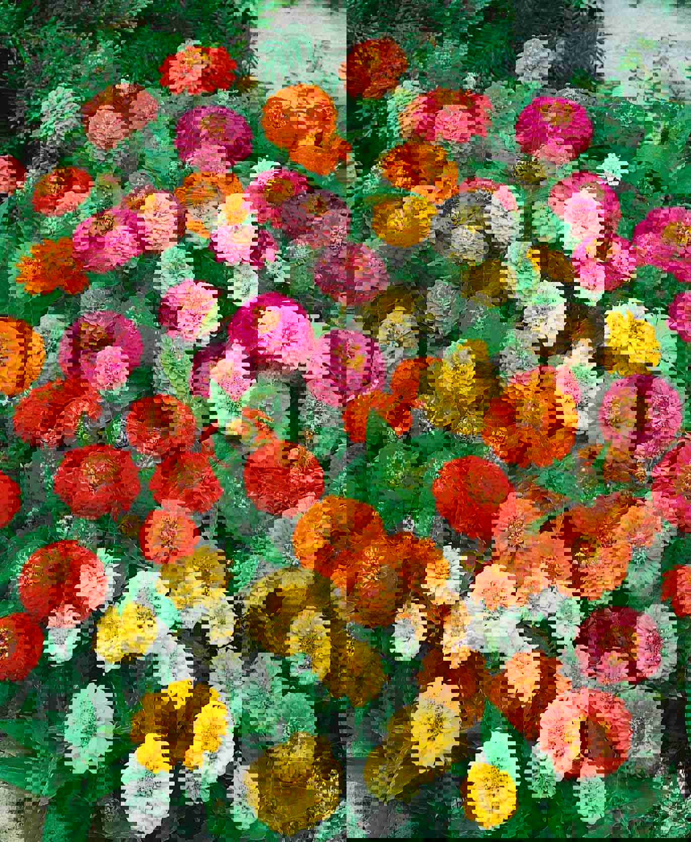 50 Dwarf Zinnia Thumbelina Flower Seeds - Vibrant Colors for Your Garden