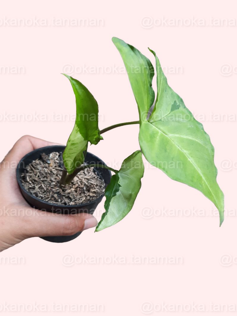 Syngonium Green Beauty (Pandan Twister) - Healthy Indoor Plant