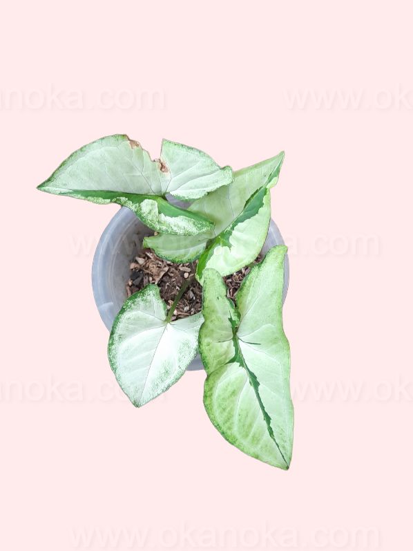Syngonium Green Beauty (Pandan Twister) - Healthy Indoor Plant