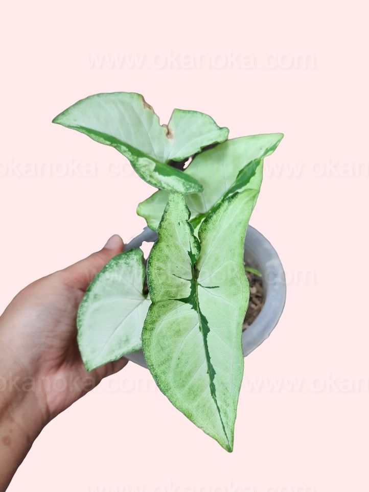 Syngonium Green Beauty (Pandan Twister) - Healthy Indoor Plant