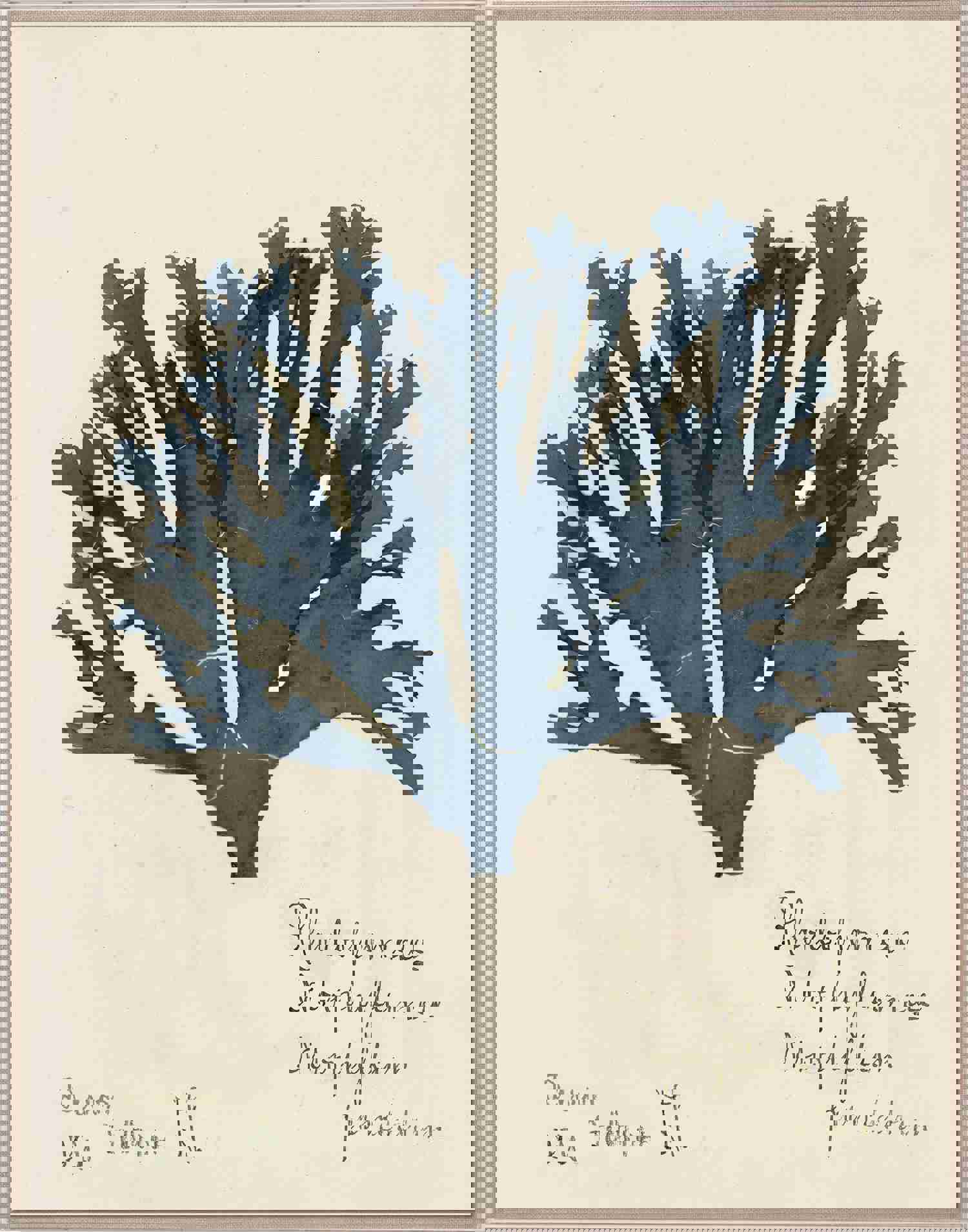 Capistrano Seaweed Art I in Midnight Blue by Natural Curiosities