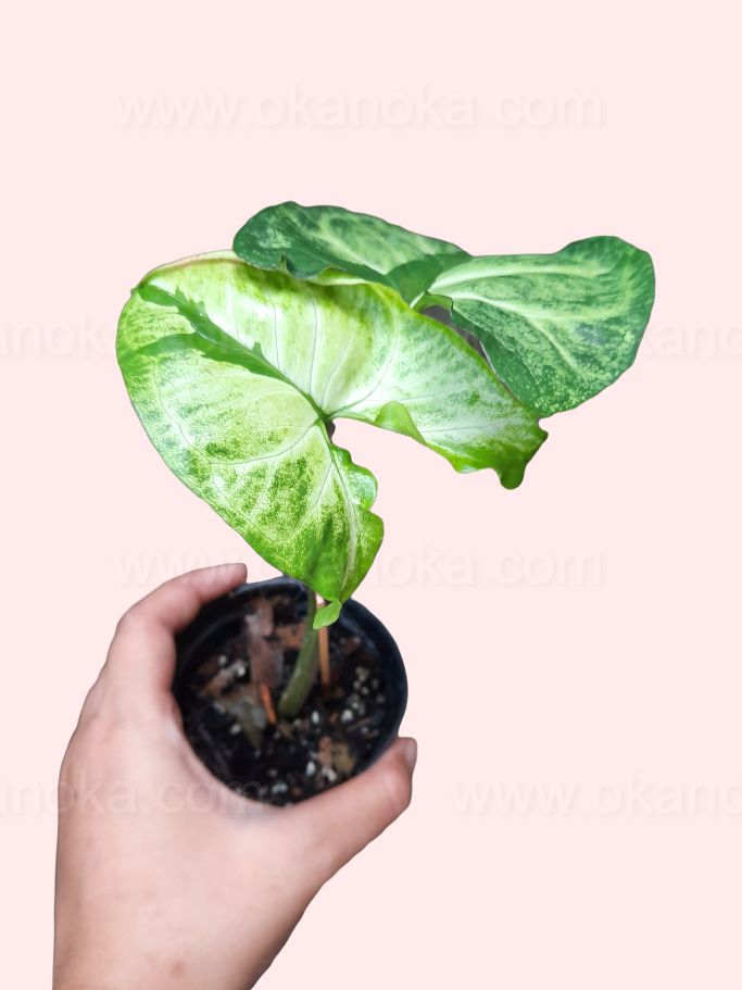 Syngonium Green Beauty (Pandan Twister) - Healthy Indoor Plant