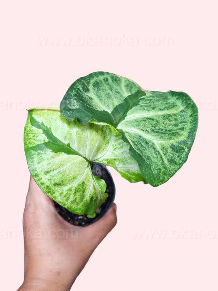 Syngonium Green Beauty (Pandan Twister) - Healthy Indoor Plant