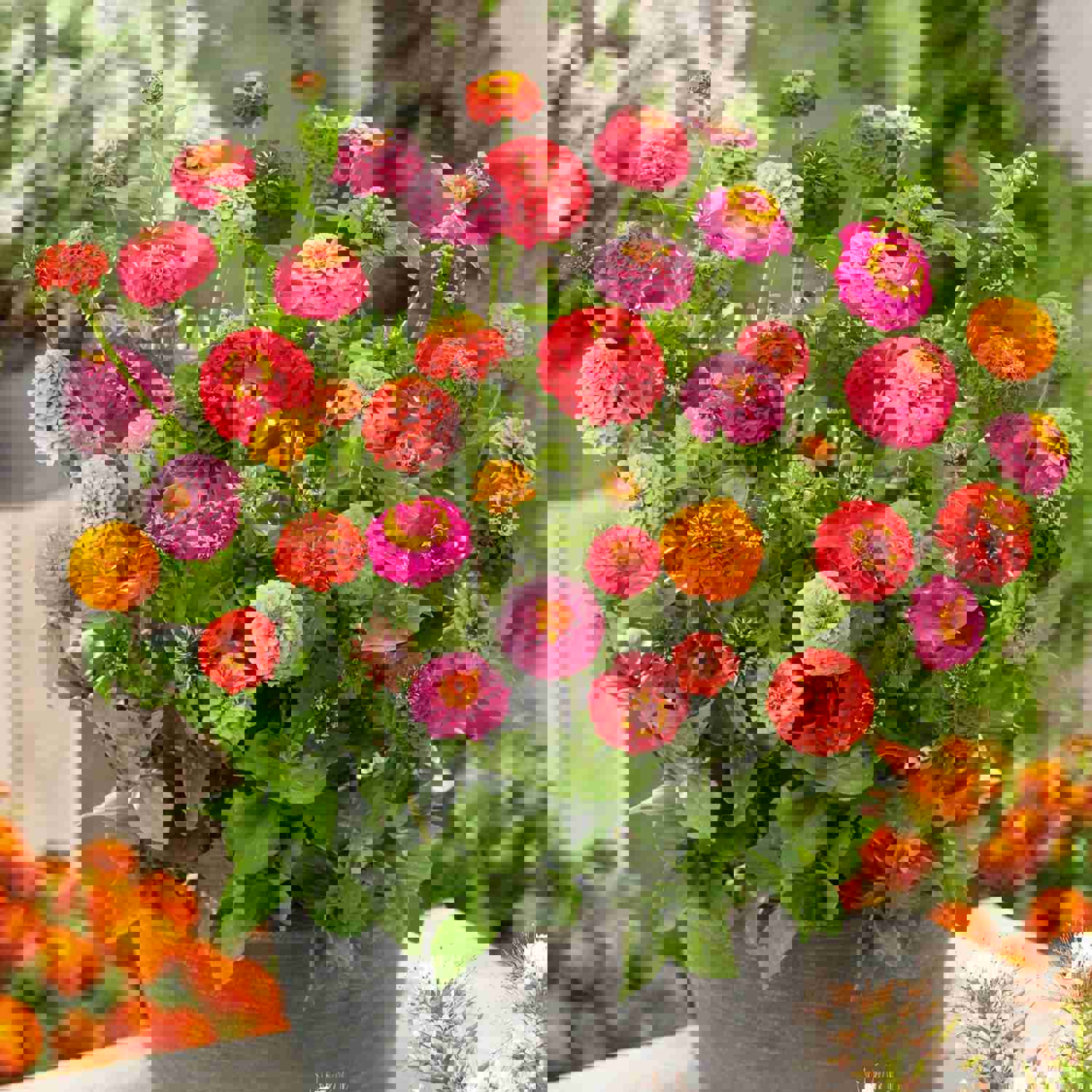 50 Dwarf Zinnia Thumbelina Flower Seeds - Vibrant Colors for Your Garden