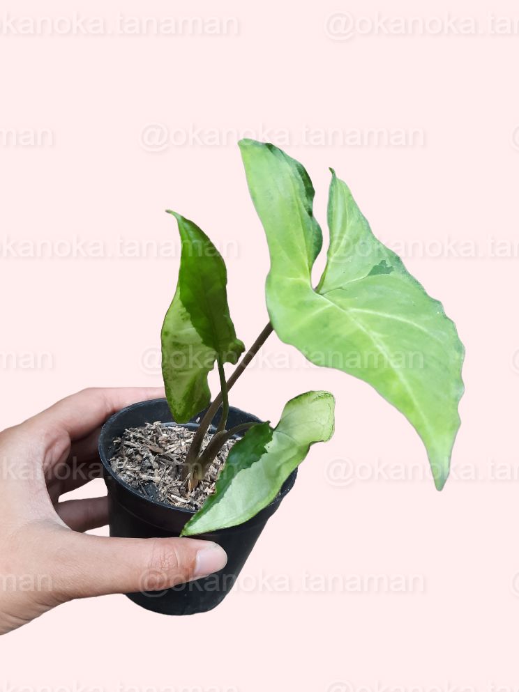Syngonium Green Beauty (Pandan Twister) - Healthy Indoor Plant