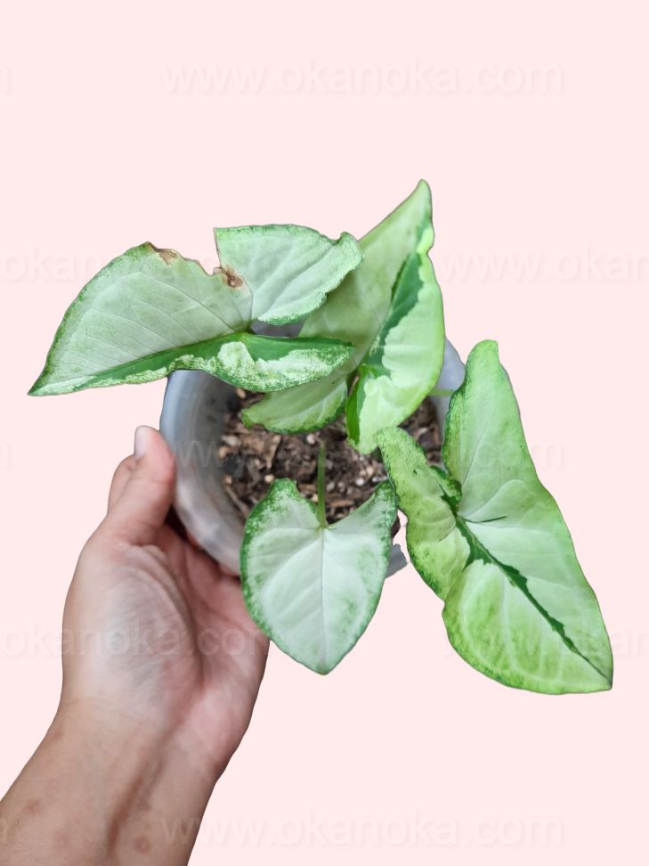 Syngonium Green Beauty (Pandan Twister) - Healthy Indoor Plant