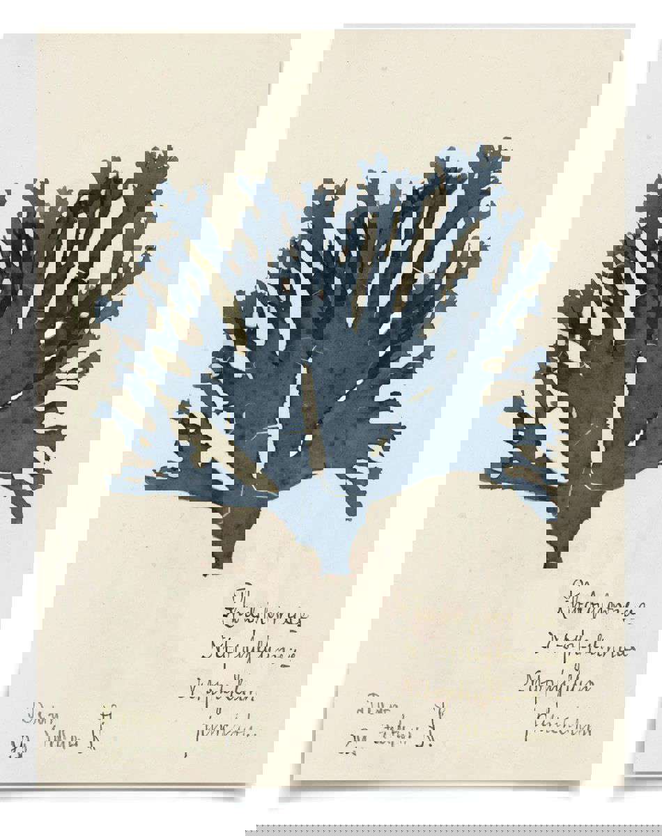 Capistrano Seaweed Art I in Midnight Blue by Natural Curiosities