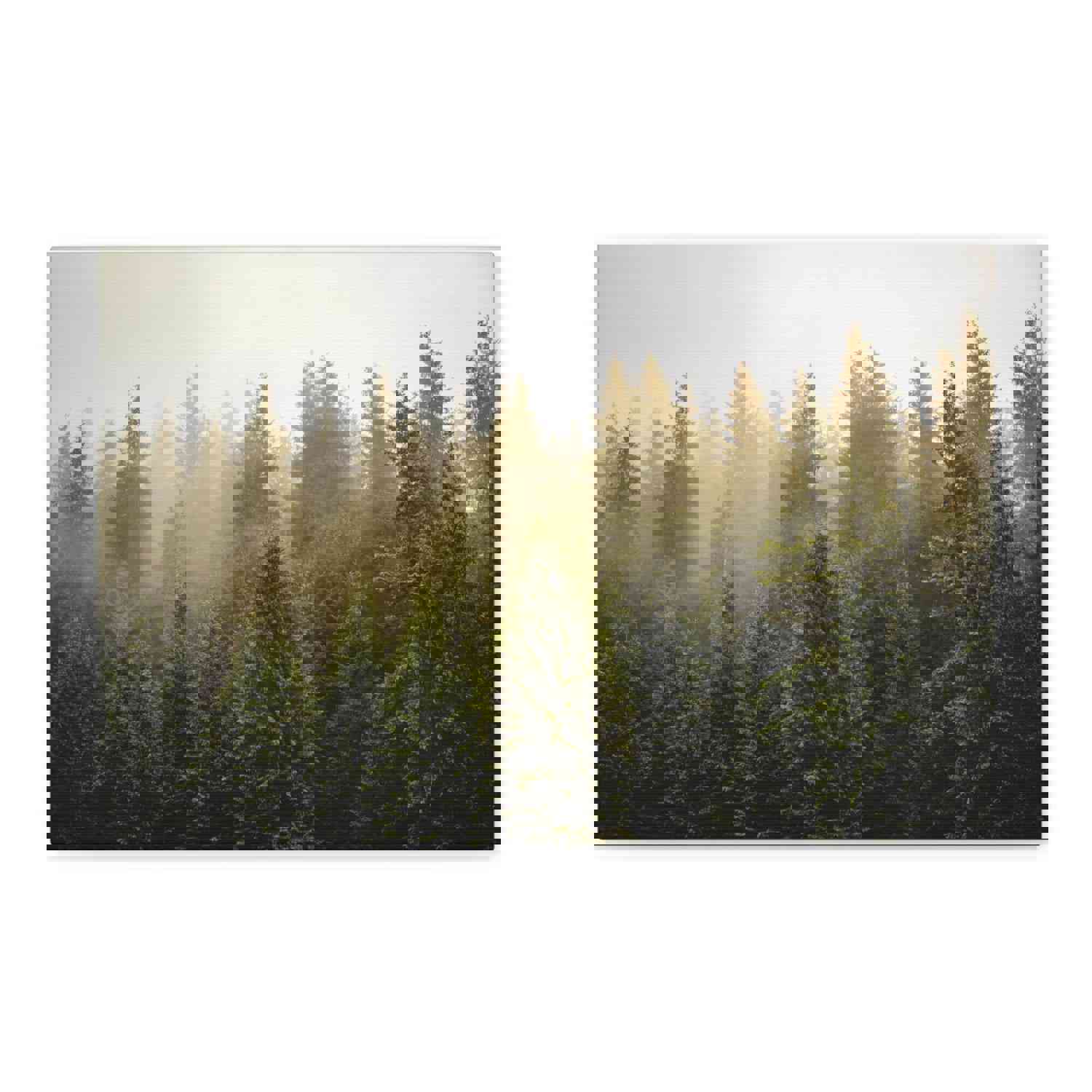 Misty Pine Tree Forest Nature Wilderness Photography Canvas Wall Art for Home Decor