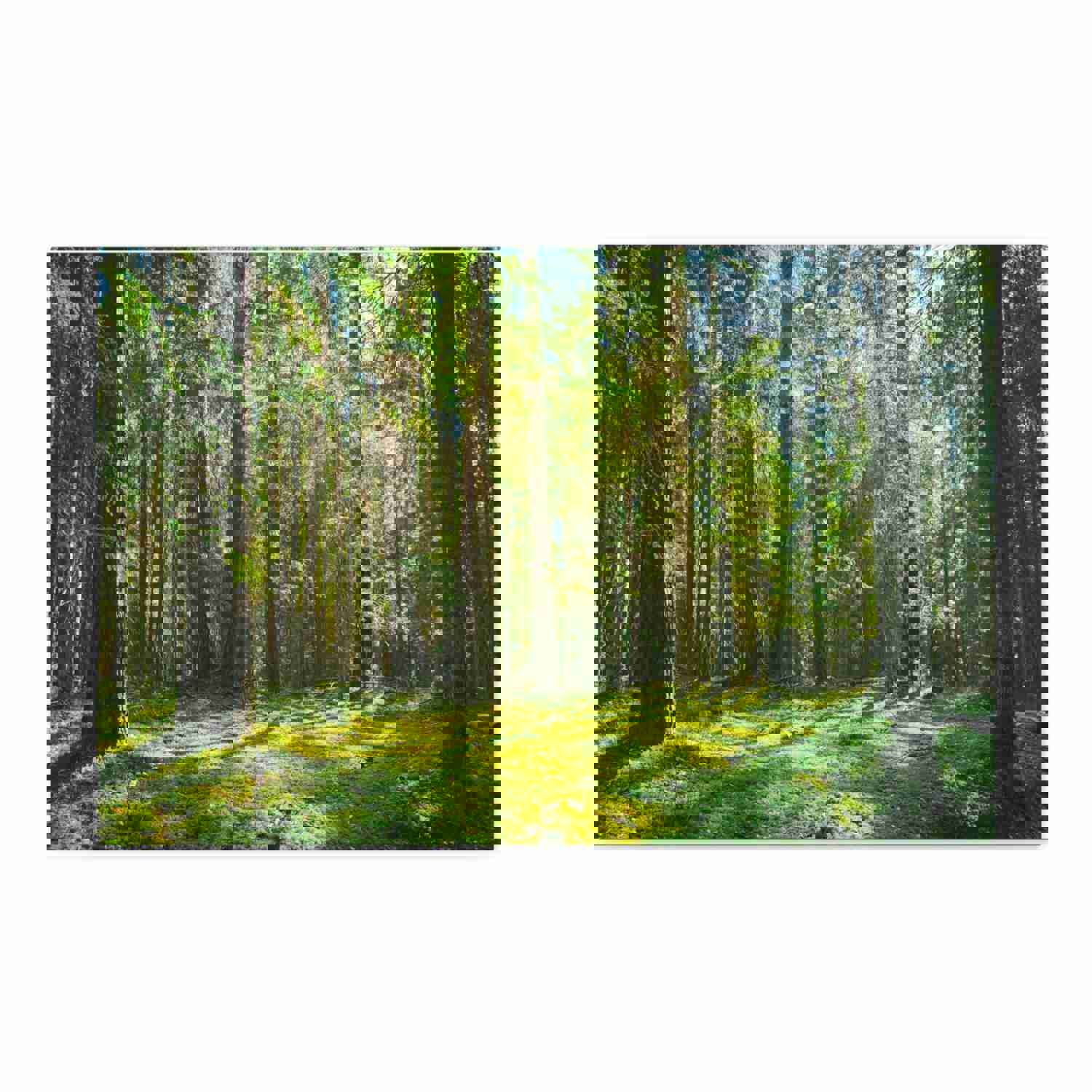 Sunlight Green Forest Tree Nature Wilderness Photography Canvas Wall Art for Home Decor